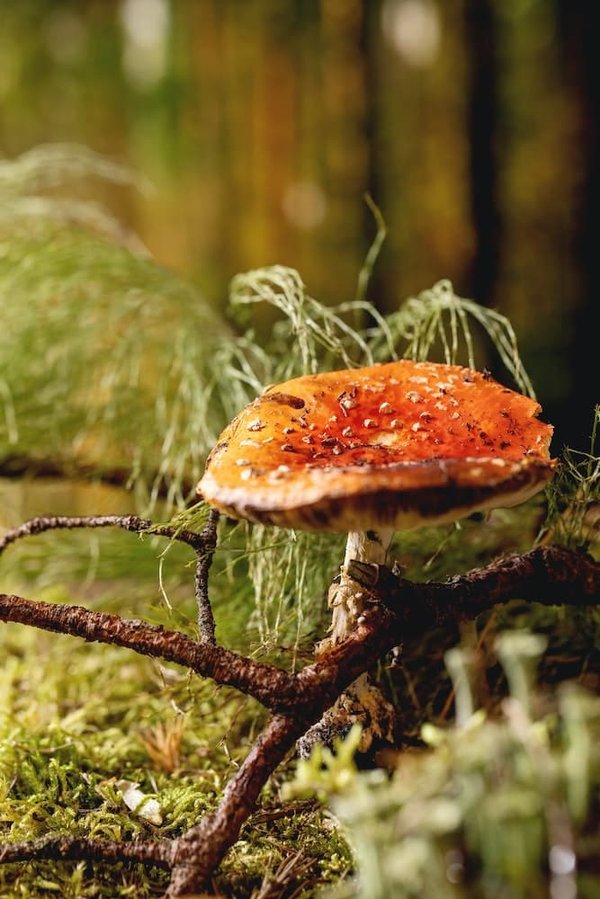 Comment aménager le hall d'entrée pour créer une ambiance à la fois chaleureuse et raffinée ?