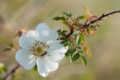 Quels sont les différents types d'arbres à fleurs blanches ?