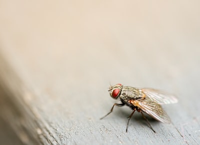 Les mouches : que faut-il savoir sur eux ?