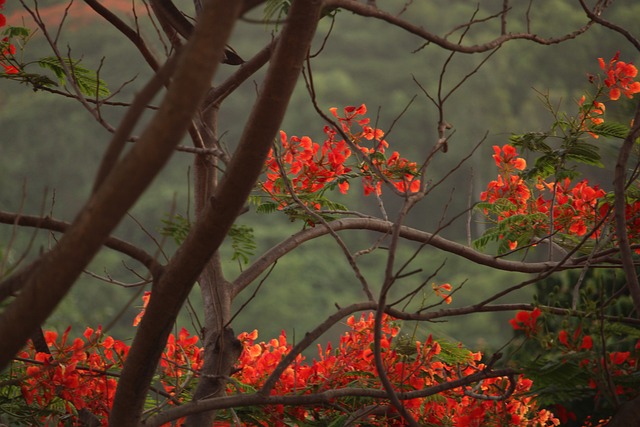 Quelles sont les différentes catégories d’arbres à fleurs rouges ?