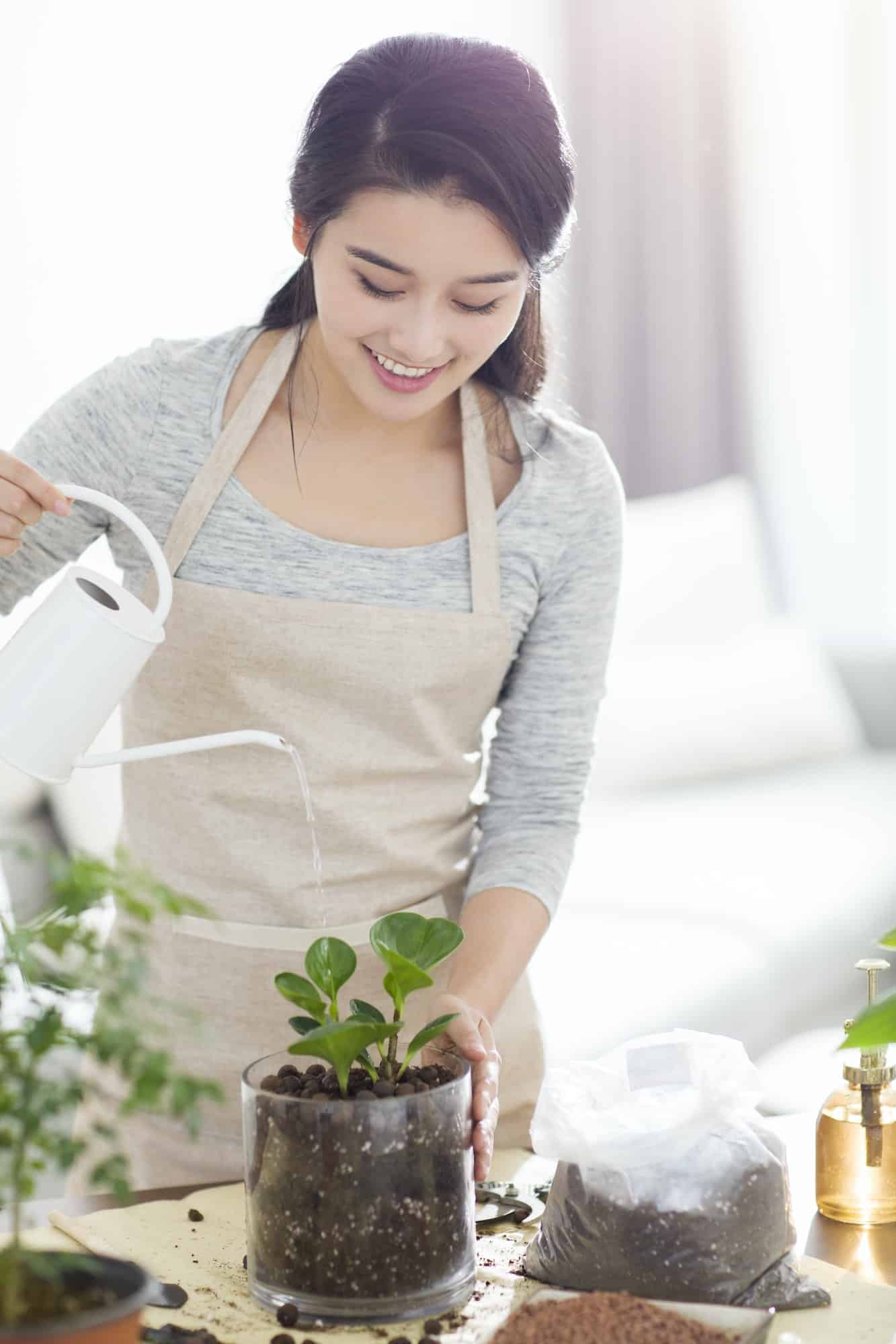 Comment entretenir les plantes en pot à la maison ?
